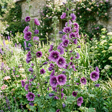 Malva Mystic Merlin Seeds – Tall Cottage Blooms