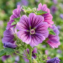 Malva Mystic Merlin Seeds – Tall Cottage Blooms