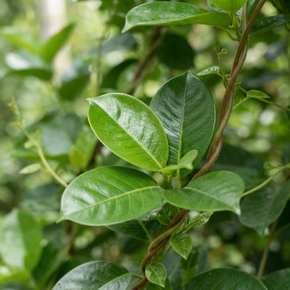 Mandevilla sanderi Seeds for Planting