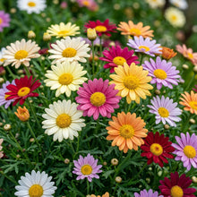 Margherita Bella Chrysanthemum Flower Seeds for Planting