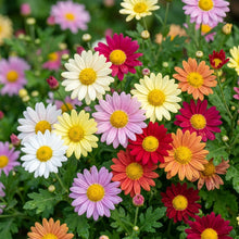 Margherita Bella Chrysanthemum Flower Seeds for Planting
