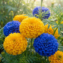 Marigold Blue & Yellow Flower Seeds for Planting - Mixed Blooms