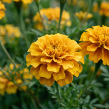 Marigold Golden Days Seeds – Golden Garden Flowers