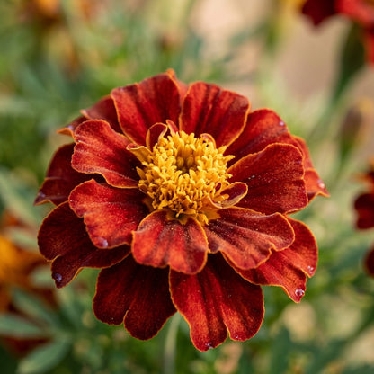 Marigold Safari Red Seeds – Bold Red Garden Blooms