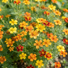 Signet Marigold Seeds - Marigold Flower Seeds for Garden