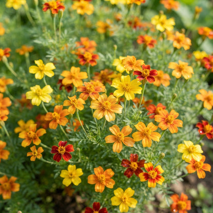 Signet Marigold Seeds - Marigold Flower Seeds for Garden