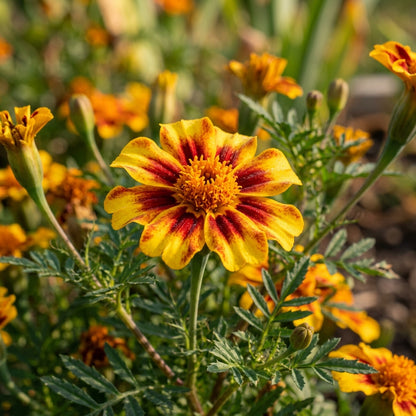 Seednaughty Marietta Marigold Seeds – Decorative Blooms