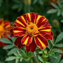 Mr. Majestic Marigold Seeds – Decorative Garden Blooms