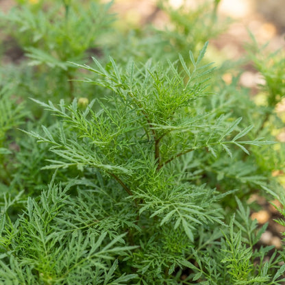 Signet Marigold Seeds - Marigold Flower Seeds for Garden