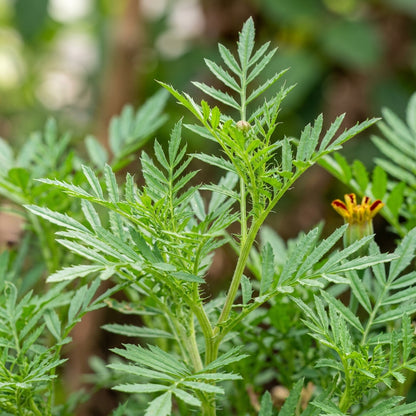 Yellow & Red Striped Bicolor Marigold Seeds for Planting