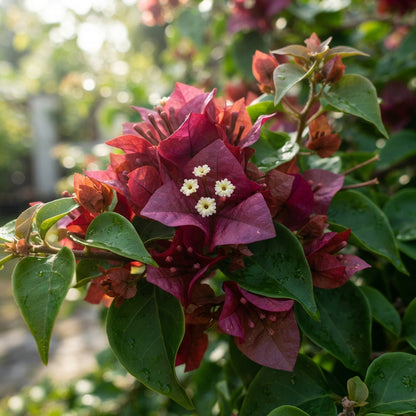 Maroon Bougainvillea Seeds for Planting