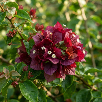Maroon Bougainvillea Seeds for Planting