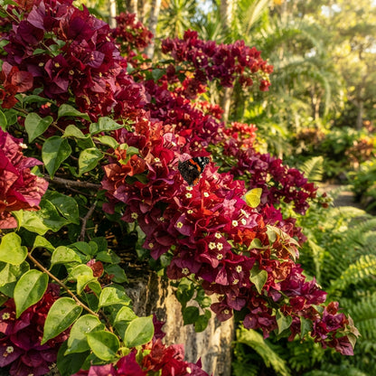 Maroon Bougainvillea Seeds for Planting