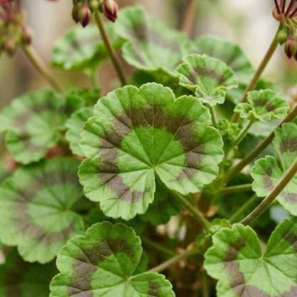 Maroon Geranium Flower Seeds For Planting