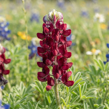 Maroon Red Texas Bluebonnet Seeds for Planting