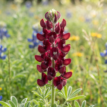 Maroon Red Texas Bluebonnet Seeds for Planting