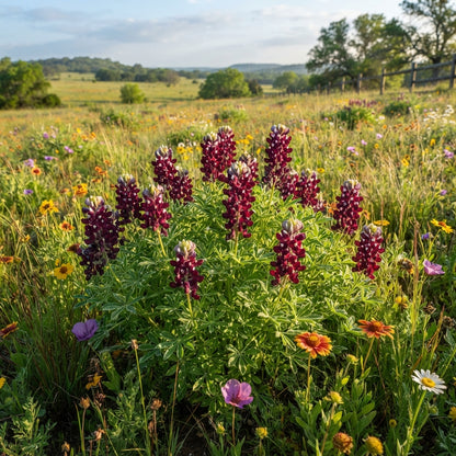 Maroon Red Texas Bluebonnet Seeds for Planting