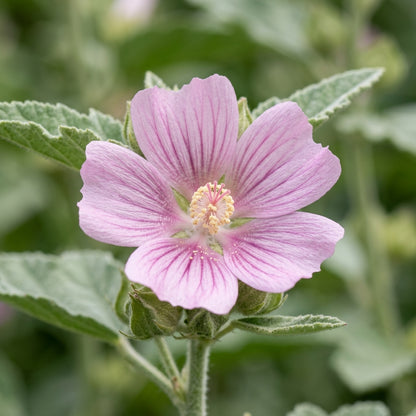 Marshmallow Plant Seeds – Althaea officinalis Herb Garden Seeds