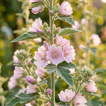 Marshmallow Plant Seeds – Althaea officinalis Herb Garden Seeds