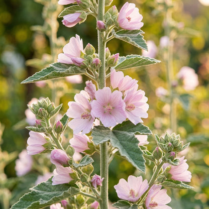 Marshmallow Plant Seeds – Althaea officinalis Herb Garden Seeds