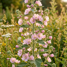 Marshmallow Plant Seeds – Althaea officinalis Herb Garden Seeds