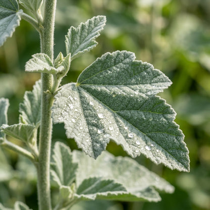 Marshmallow Plant Seeds – Althaea officinalis Herb Garden Seeds