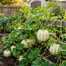 Winter Squash Mashed Potatoes Seeds – Winter Squash Seeds for Planting