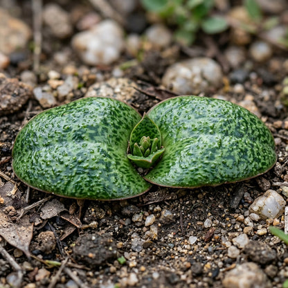 Massonia depressa Seeds for Planting