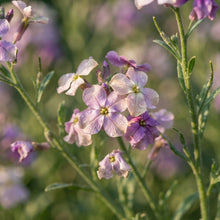 Matthiola bicornis Flower Seeds for Planting