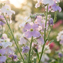 Matthiola bicornis Flower Seeds for Planting