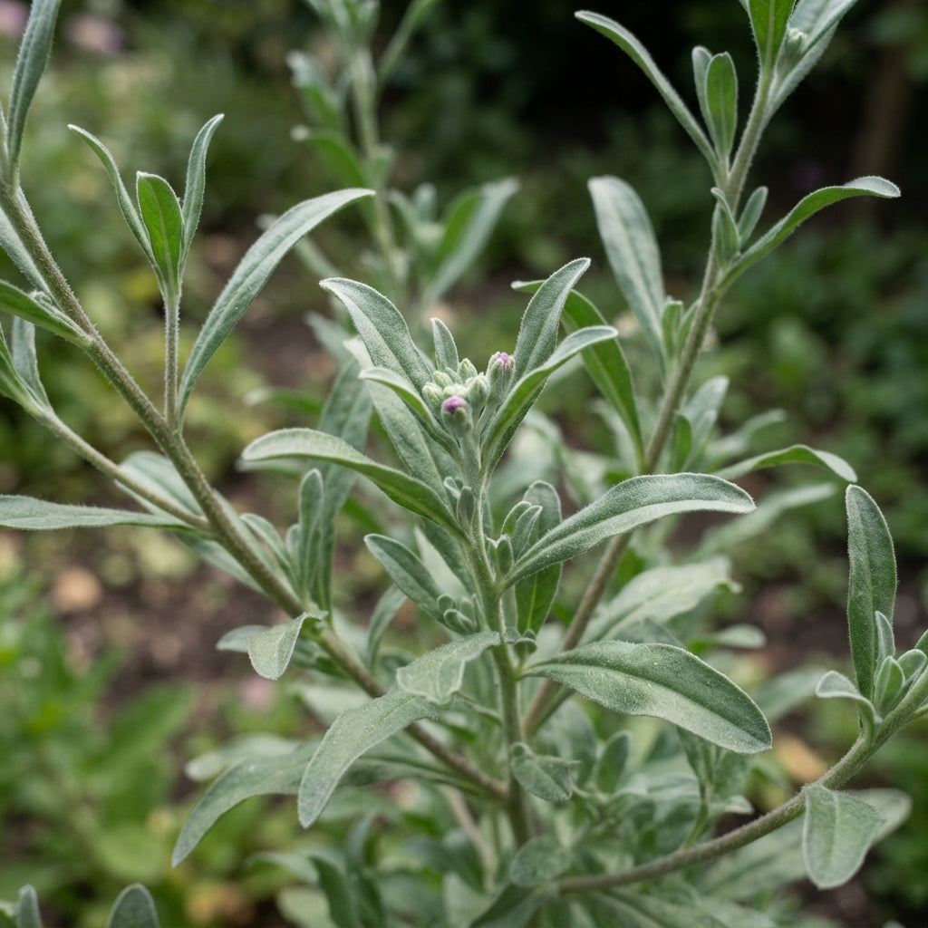 Matthiola bicornis Flower Seeds for Planting