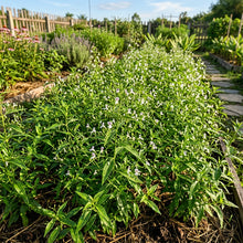 Andrographis Herb Seeds for Outdoor Herbal Garden Planting