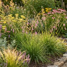 Dierama Sertum Flower Seeds