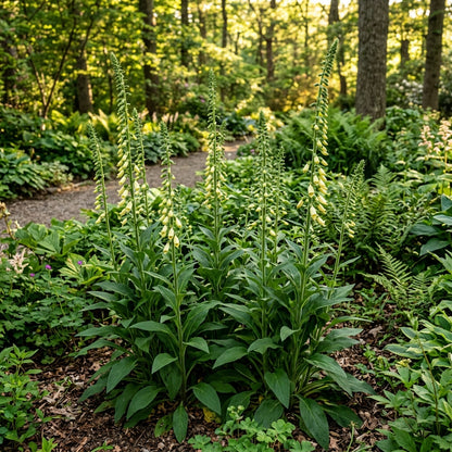 Digitalis Lutea Flower Seeds - Yellow Foxglove Flower Seeds for Garden