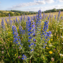 Echium Vulgare Flower Seeds for Planting