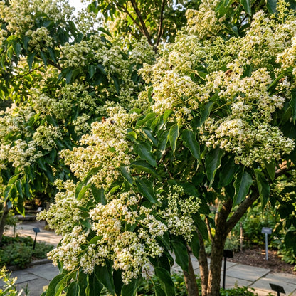 Japanese Raisin Tree Seeds - Hovenia Dulcis Tree Seeds for Garden