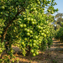 Kagzi Lime Seeds for Planting