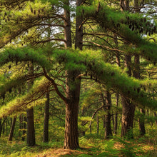 Korean Pine Tree Seeds for Outdoor Landscape Planting