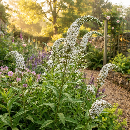 Lysimachia ephemerum Flower Seeds for Planting