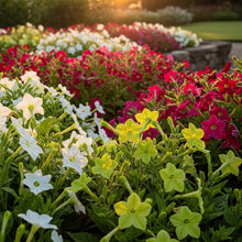 Nicotiana Alata Flower Seeds for Borders & Decorative Gardens