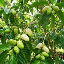 Noni (Cheese Fruit) Seeds for Planting