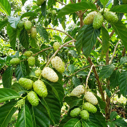 Noni (Cheese Fruit) Seeds for Planting