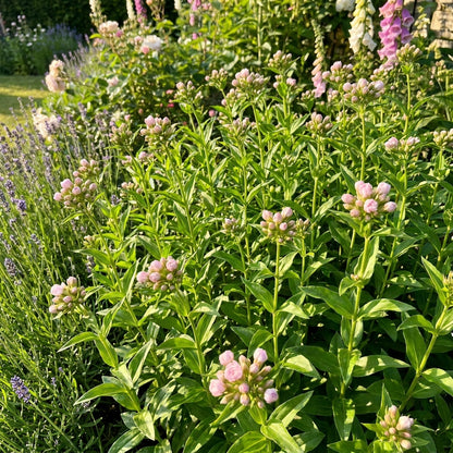 Saponaria Officinalis Rosea Plena Seeds for Gardens and Borders