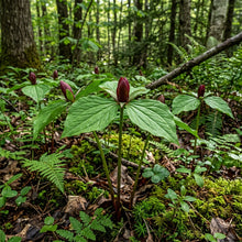 Trillium Erectum Seeds