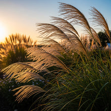 Miscanthus Sinensis Grass Seeds for Landscape Borders