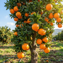Jaffa Orange Seeds for Planting