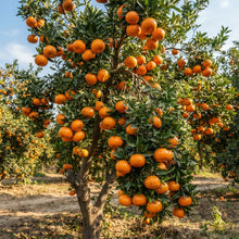 Kinnow Orange Seeds for Planting