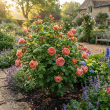 Ma Cherie Rose Flower Seeds for Planting