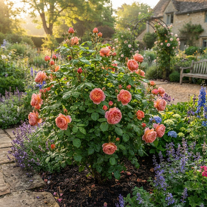 Ma Cherie Rose Flower Seeds for Planting
