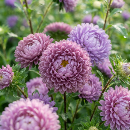 Mauve Aster Flower Seeds - Aster Flower Seeds for Garden